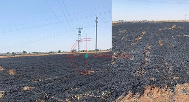 Başkan Çelikli'nin tarlası kül oldu!