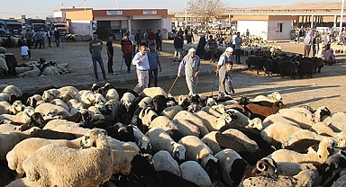 Şanlıurfa'da kurbanlık satışları hareketlendi