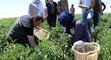 Urfa Valisi domates topladı