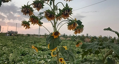 26 başlı ayçiçeği çiftçiyi şaşırttı