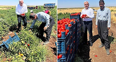 Gök neden diyerek sordu: Domates tarlada 3 lira, markette 14 lira