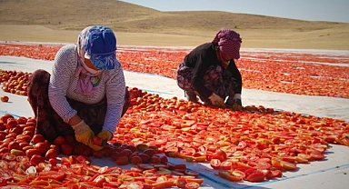 Urfalı ortakların ürettiği domatesler ihraç ediliyor