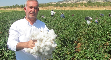 Araban Ovası’nda beyaz altın hasadı başlandı