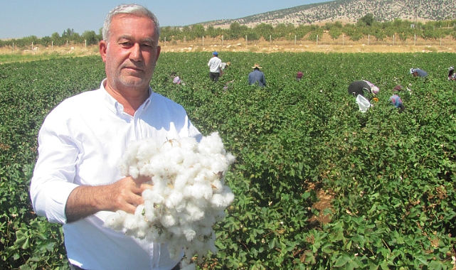 Araban Ovası’nda beyaz altın hasadı başlandı