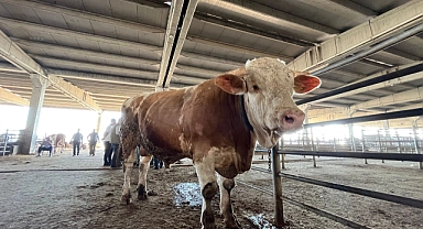 2 senede tam 4 ton yem yedi, 1 tonluk kurbanlık 120 bin liradan alıcısını bekliyor