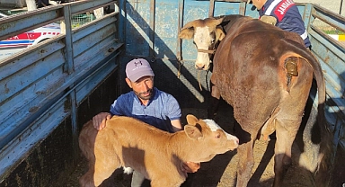 Siverek'te vatandaşın ineği çalındı, jandarma buldu