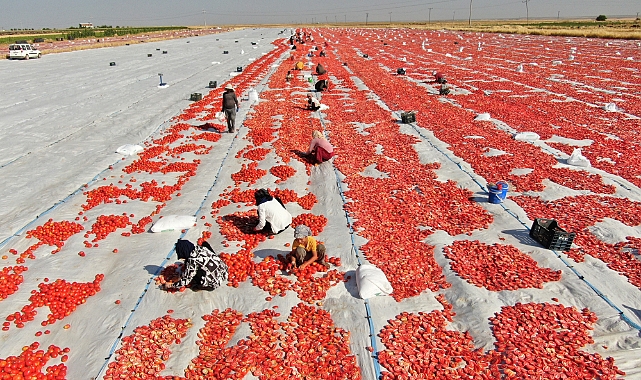 Avrupa’ya kuru domates ihracatı