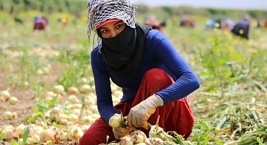 Şanlıurfa'da tarım işçilerinin yevmiyeleri belli oldu