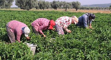 Sözde Urfa isotuna rakip çıktı: Aslanlar biberi