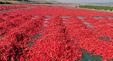 En acı hasat başladı