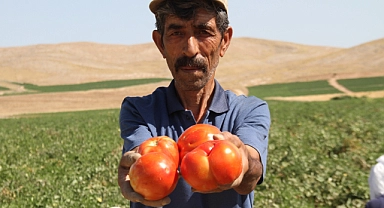 Domates dünya sofralarını renklendiriyor