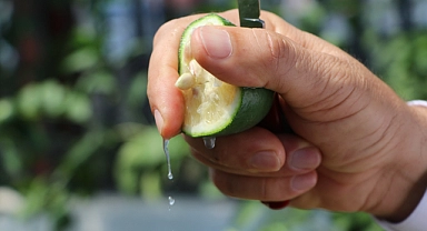 Limonda hasat başlamadan kaçak kesim ve ihraç başladı