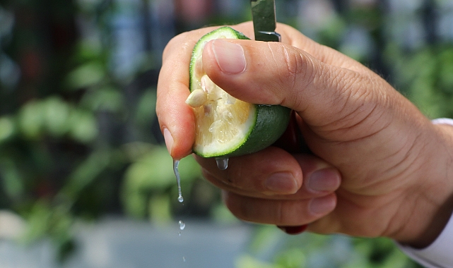 Limonda hasat başlamadan kaçak kesim ve ihraç başladı