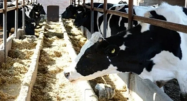 TÜİK, Toplanan inek sütü miktarını açıkladı