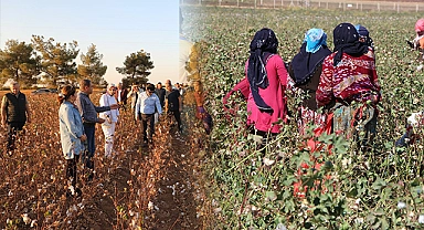 Urfa Valisi Şıldak, "Şanlıurfa, pamuk üretiminde Türkiye'de ilk sırada yer alıyor"