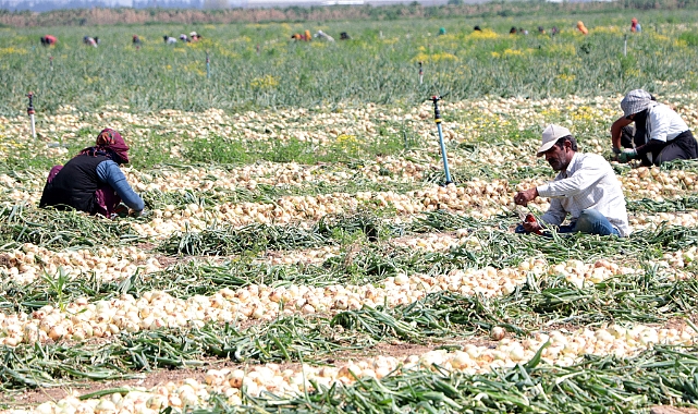 Soğan fiyatları tarlada 5 liraya düştü