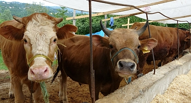 Tarım ve Orman Bakanlığı, kurbanlık hayvanların sevkinde uyulacak kuralları belirledi