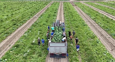 Urfalı tarım işçilerin topladıkları karpuzlar yurt dışına ihraç ediliyor