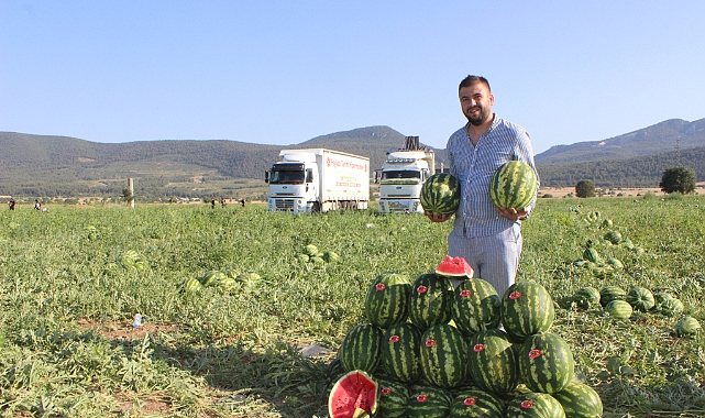 Urfalı mevsimlik işçiler Bilecik'te karpuz hasadında