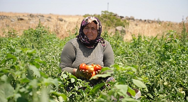 Domatesin tarladan sofraya yolculuğu başladı! Tarlada 5 TL'den alıcı buluyor