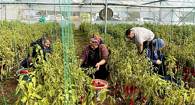 Şanlıurfa’da GAP ile tarımda yeni dönem başladı