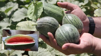 Şanlıurfa'da koruma altına alınan 6 ata tohumu satışa çıktı