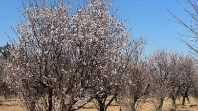 Şanlıurfa’da erken bahar: Badem ağaçları çiçek açtı